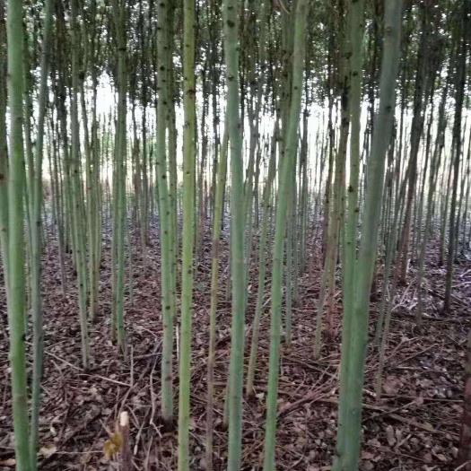 重庆市3公分香樟树带土球发货 可提供发票和技术指导
