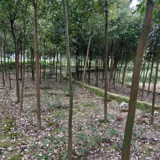 重庆市6公分香樟树带土球发货 可提供发票和技术指导