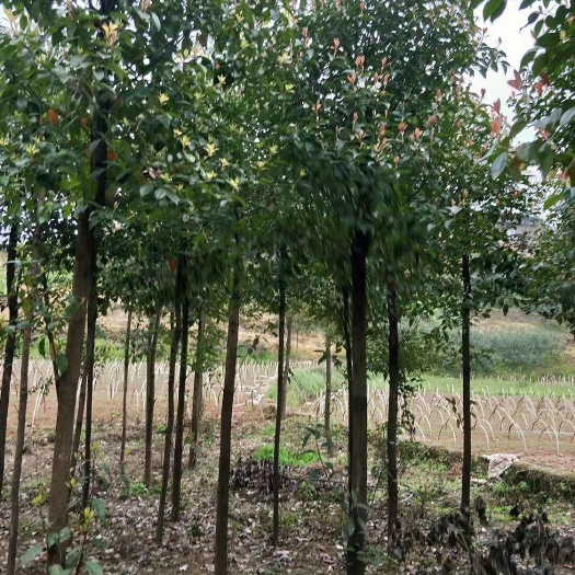 重庆市4公分香樟精品带土球提供技术指导和支持