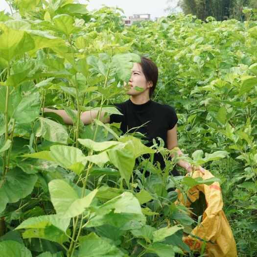 怀集县新鲜桑叶   当天下单当天采摘发货