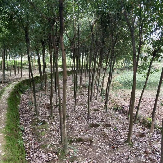 重庆市发货5公分香樟树精品带土球