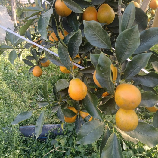 阳朔县脆蜜金桔无纺布袋新苗地苗货源充足