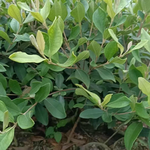 阳朔县药材种苗 桃金娘苗