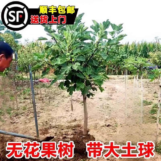 青皮无花果树苗波姬红布兰瑞克芭劳奈带土球发货当年结果