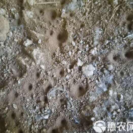 金平县金沙牛
