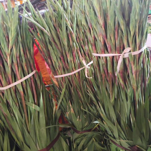 剑兰大红鲜切花