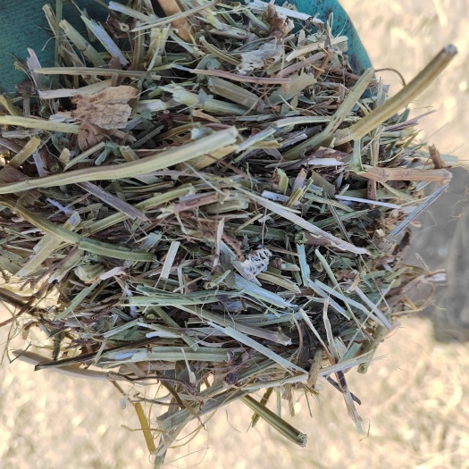 延津县花生秧草无土无膜干净利落，过滚桶筛。绿花生秧草，和花生秧草粉