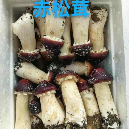 成都美味赤松茸，基地自提价，提前定货，文字中有联系方式