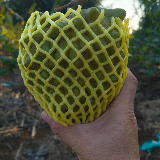 遂溪县牛奶凤梨释迦果新鲜水果佛头果当季释迦摩尼果番荔枝大果整箱包邮