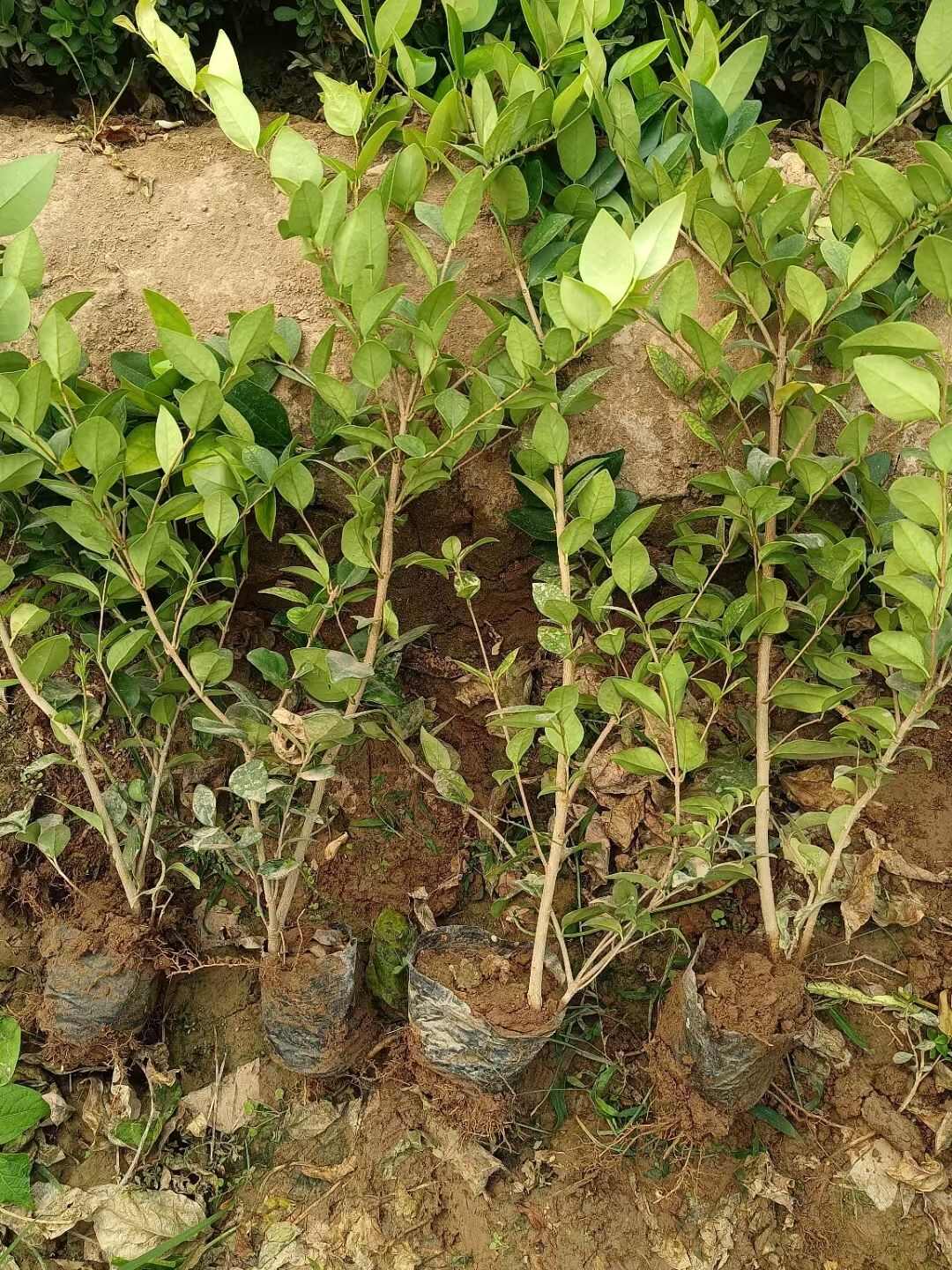 金森女贞 营养杯金森女贞 陕西金森女贞基地 自产自销品种多