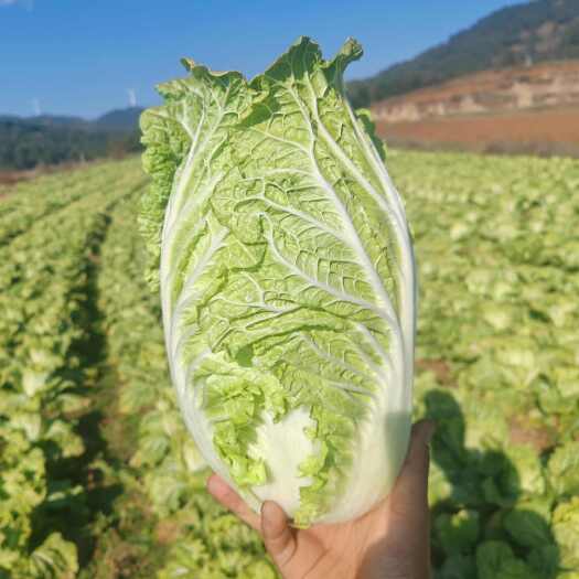 威宁县大白菜，青麻叶，
