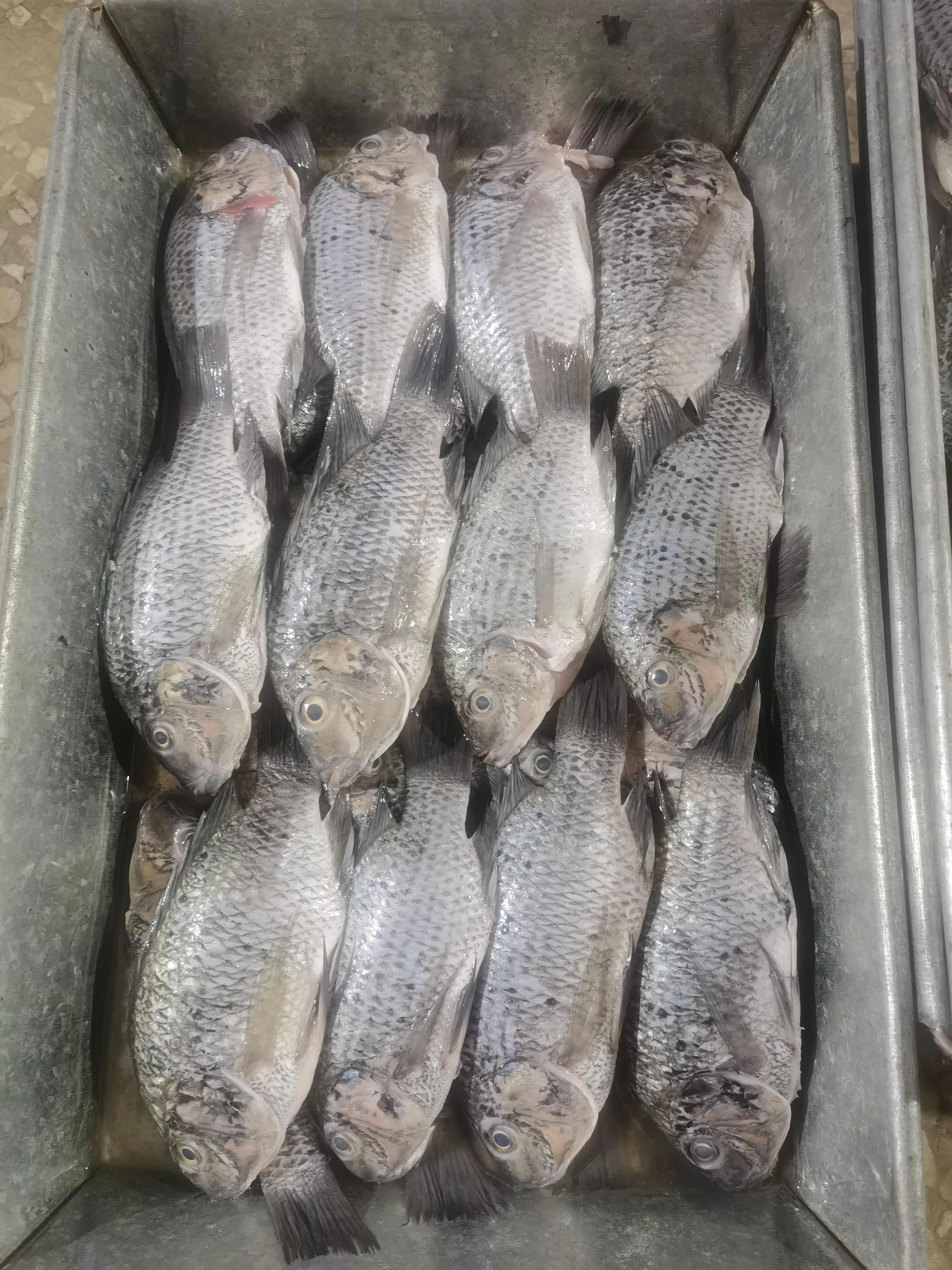 三去罗非鱼，去鳞去腮去内脏，冷冻鲜罗非鱼，适用于食堂，快餐