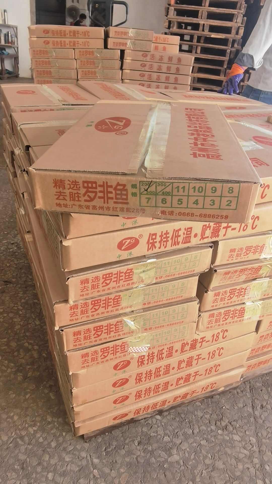 三去罗非鱼，去鳞去腮去内脏，冷冻鲜罗非鱼，适用于食堂，快餐