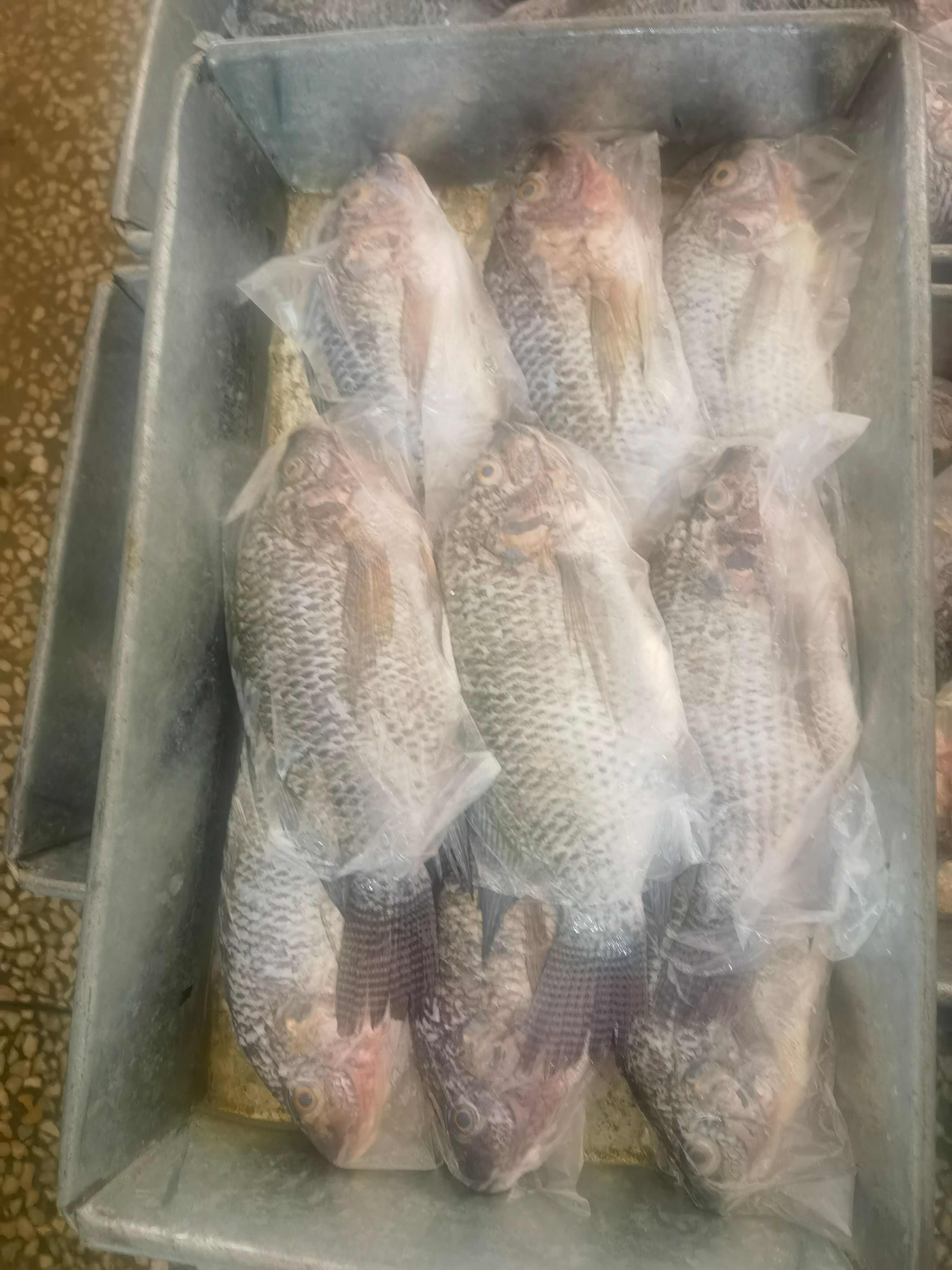 三去罗非鱼，去鳞去腮去内脏，冷冻鲜罗非鱼，适用于食堂，快餐