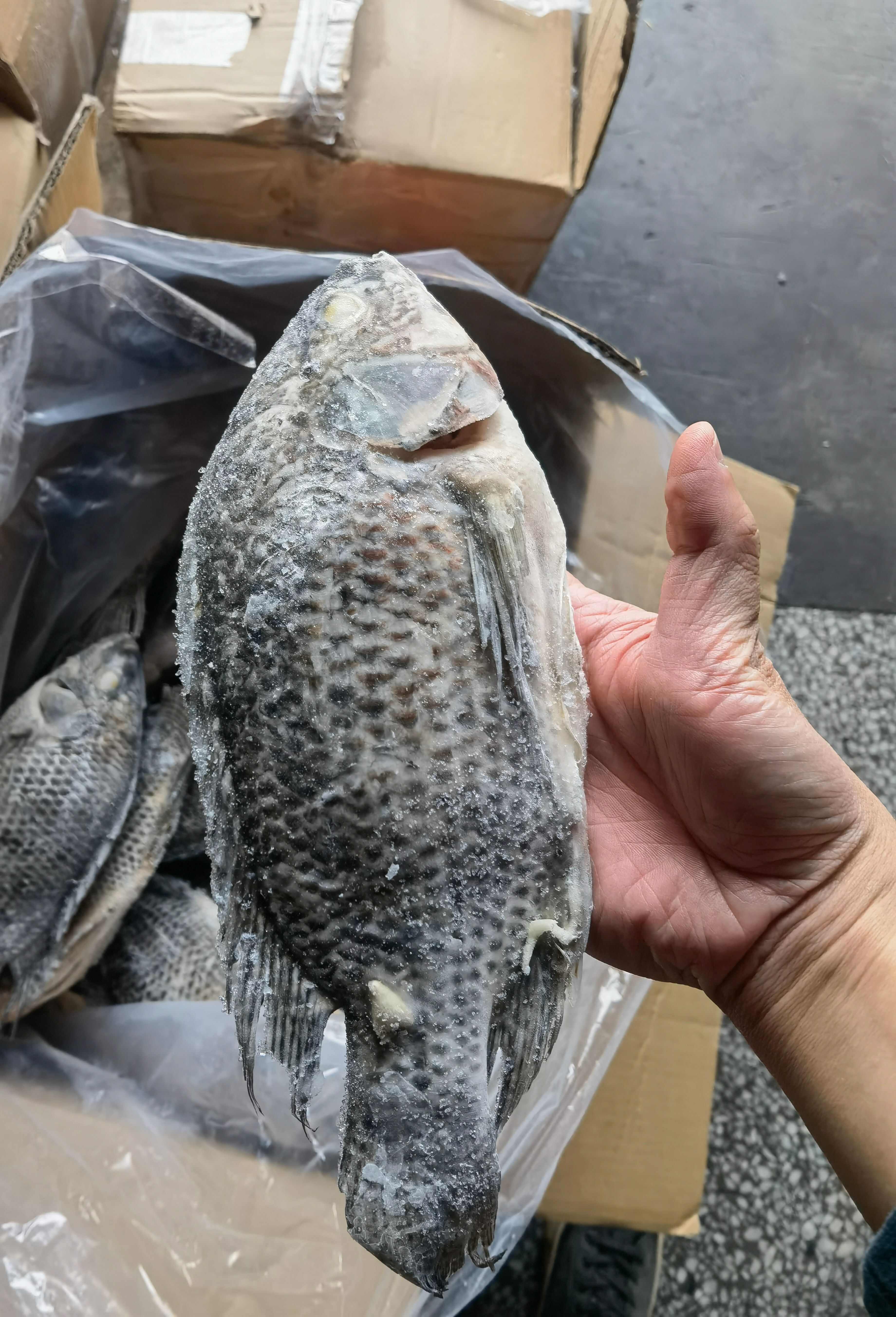 三去罗非鱼，去鳞去腮去内脏，冷冻鲜罗非鱼，适用于食堂，快餐