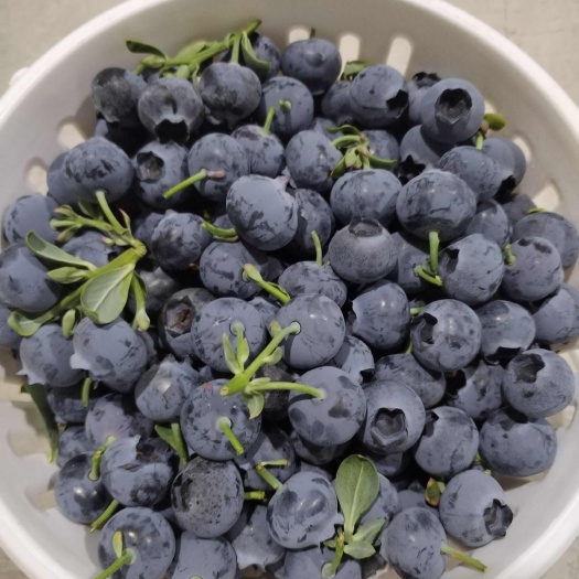 澄江市云南澄江抚仙湖新鲜蓝莓水果当季应季孕妇宝宝辅食F6蓝莓脆甜口