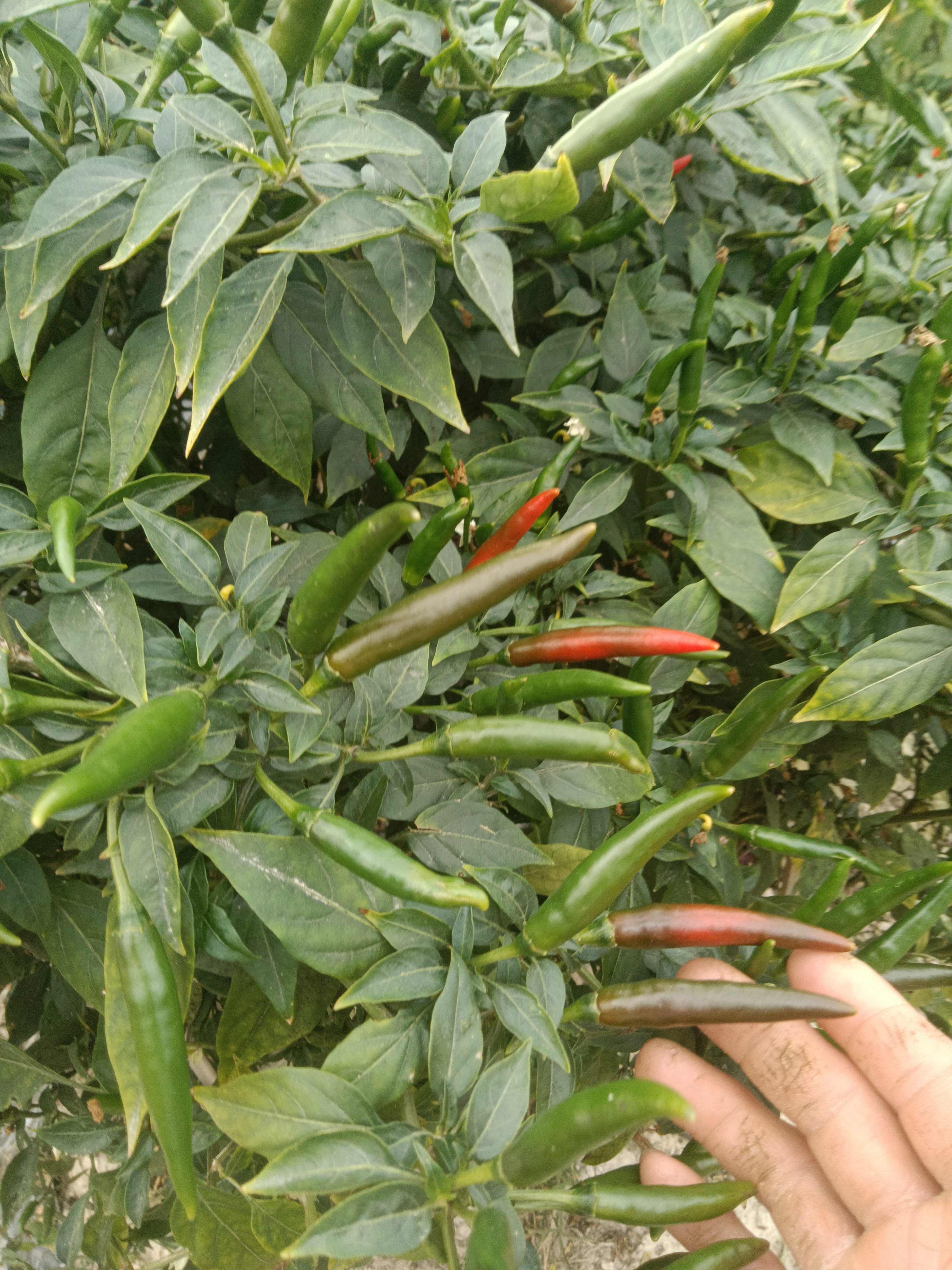广西博白新鲜小米椒特色辣椒送货快价格实惠批发零售