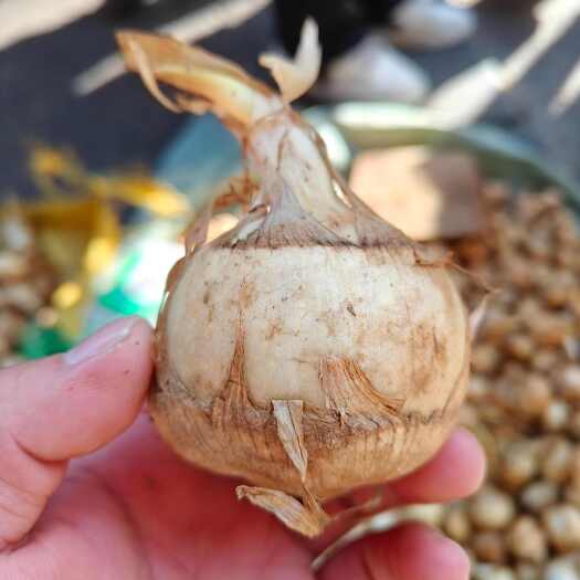 赣州慈姑药菜两用炒菜，红烧，煲汤