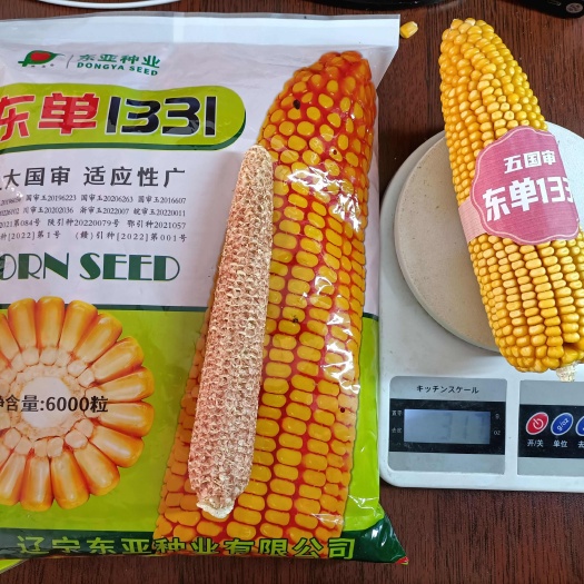 [现货直发]25年头茬新玉米种子，小钢炮升级版东单1331