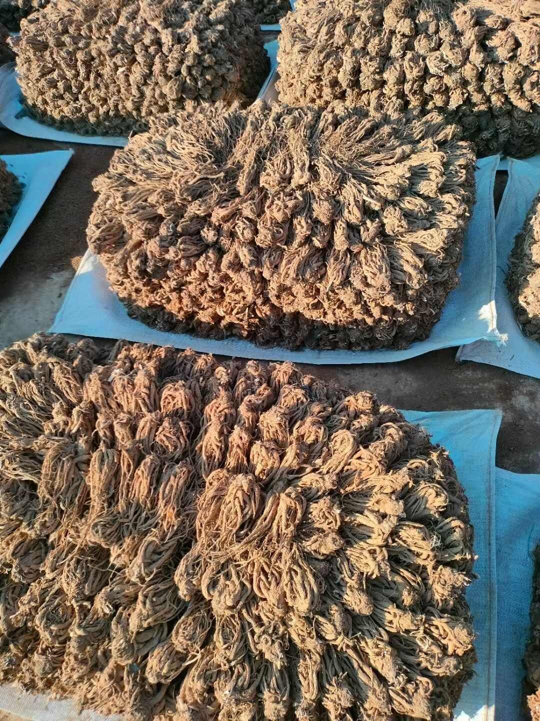 当归片当归个当归头当归尾各种规格有货有需要的老板欢迎联系