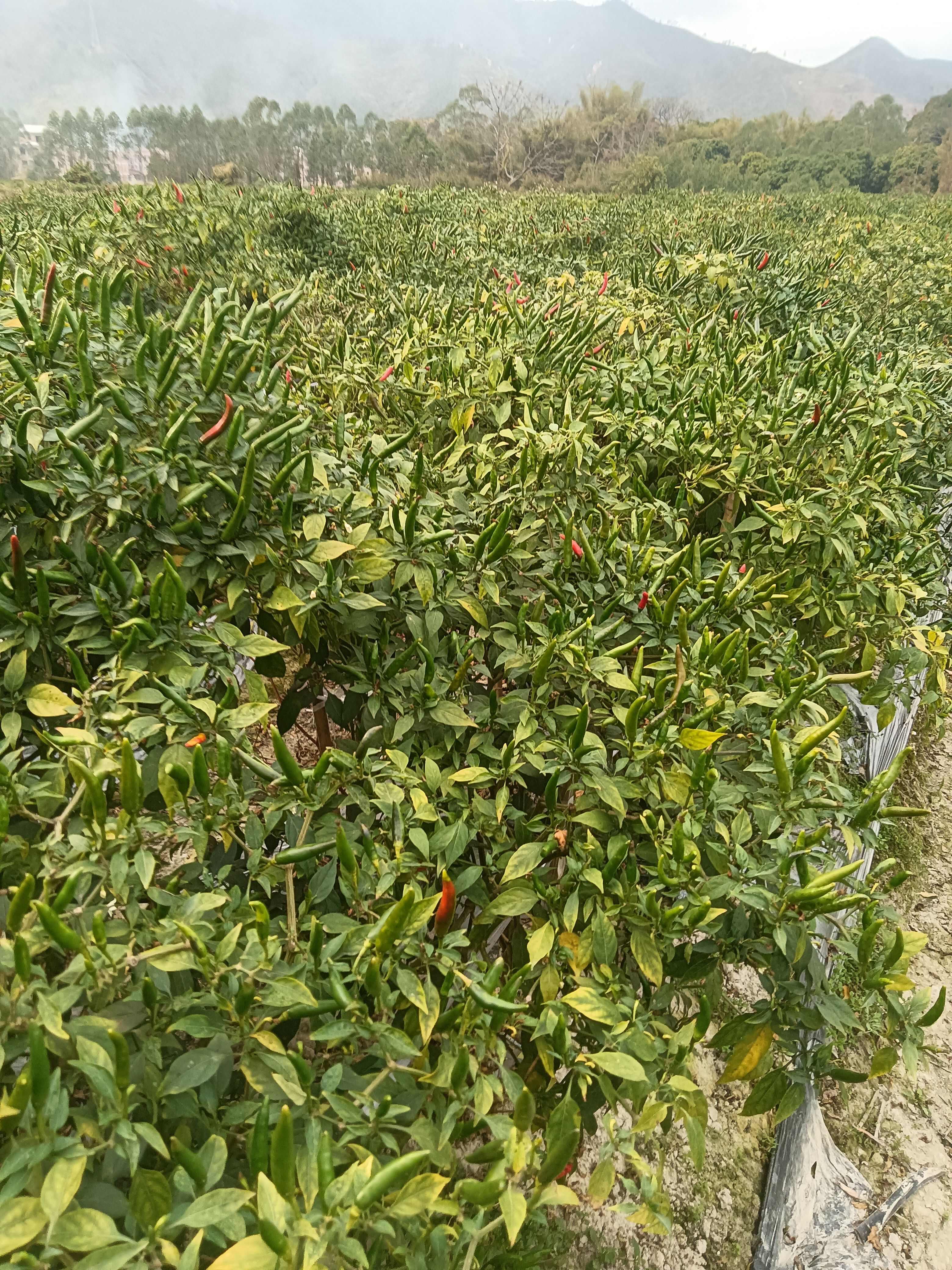 广西博白新鲜小米椒特色辣椒送货快价格实惠批发零售