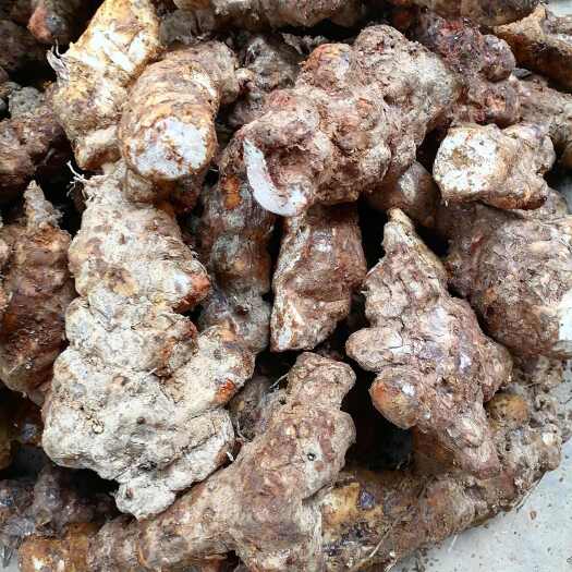 土茯苓  新鲜本地土茯苓 粉质白肉