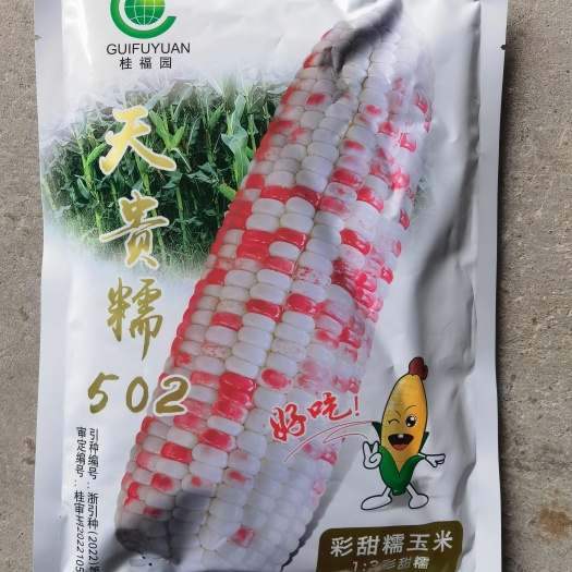 济南天贵糯502彩甜糯玉米种子