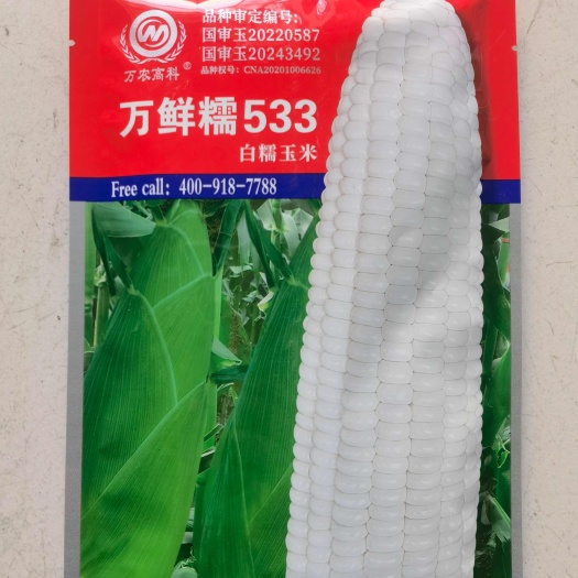 济南万鲜糯533大穗白糯玉米种子