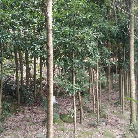 新化县小叶桢楠