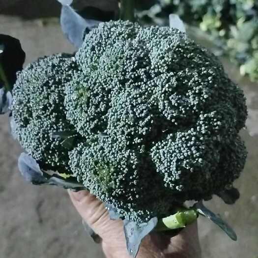 枝江市绿翡翠西兰花