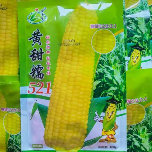 济南黄甜糯521黄甜糯玉米种子