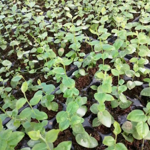 肥城市泰安肥城优质蓝莓苗 水果种植好帮手 发货及时稳定
