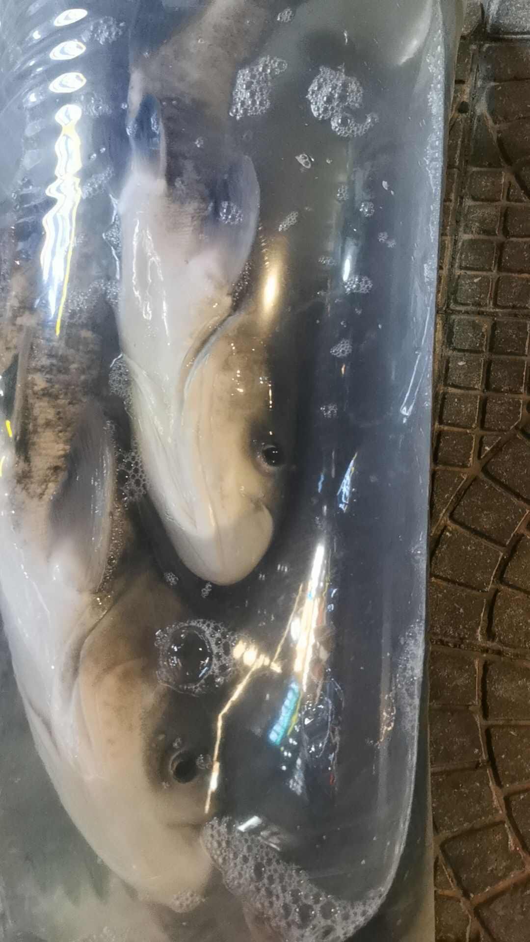 清流溪鱼生态鲢鳙
