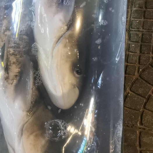 清流县清流溪鱼生态鲢鳙