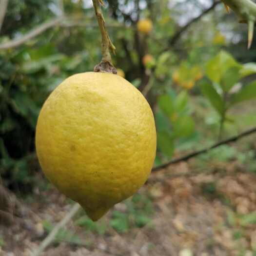 开平市香水柠檬，无籽，10年老树