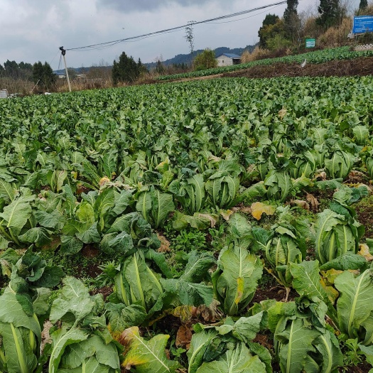 安岳县新鲜白花菜花 四川直发 蔬菜 每日现摘现发 安全绿色食用