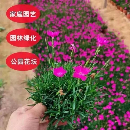 临朐县热销欧石竹花苗开花草坪耐寒耐旱庭院工程绿化四季常绿多年生宿根