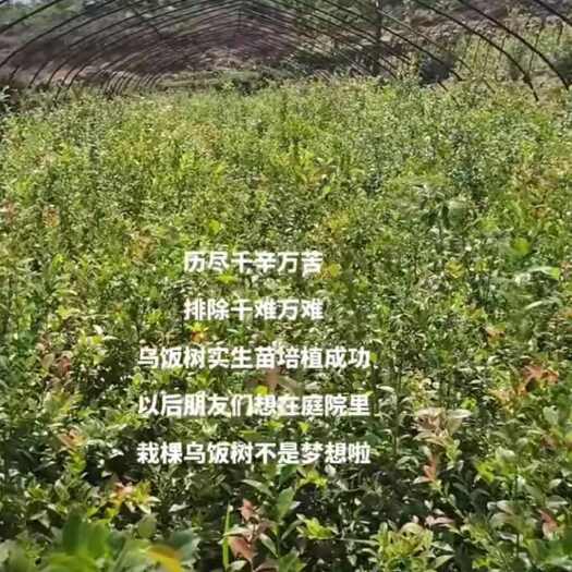 柘荣县乌饭树苗