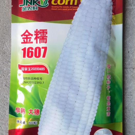 济南金糯1607早熟白甜糯玉米种子