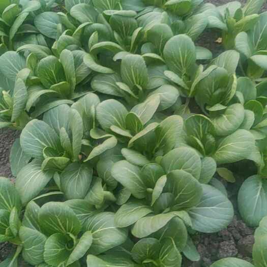蒙城县自产新鲜上海青(油白菜)，常年供应。每天1-2万斤。