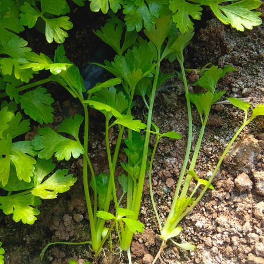 惠民县地拔苗皇后芹菜苗