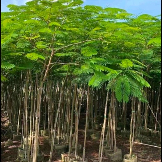 肇庆凤凰木袋苗或地苗
