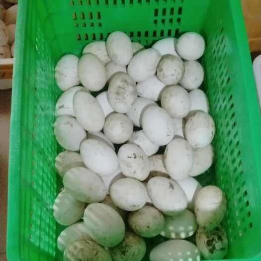 邹平市新鲜鹅蛋