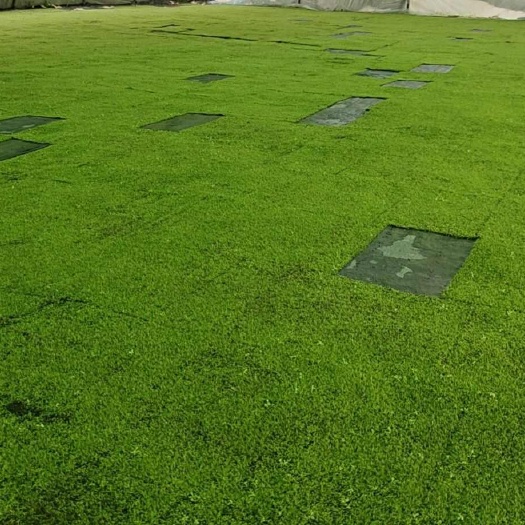 成都人工纱布青苔，尺寸：40*25㎝，基地直销，价格优惠