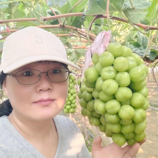 卢龙县阳光玫瑰葡萄：粒子大，玫瑰香，糖度高，硬脆爽口，基地直发