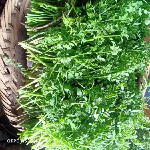 龙里县山野菜