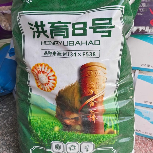 郑州洪育8号：抗病强高抗青枯病南方锈病穗腐病高抗黑瘤粉病