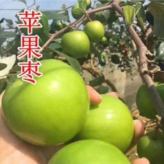 灵山县苹果枣苗 嫁接苗 裸根苗