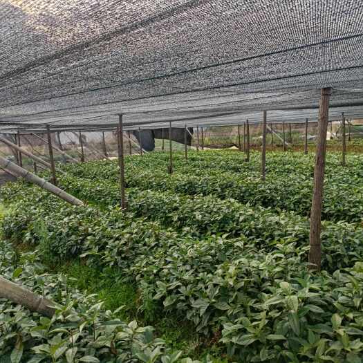 赣州出售草珊瑚苗