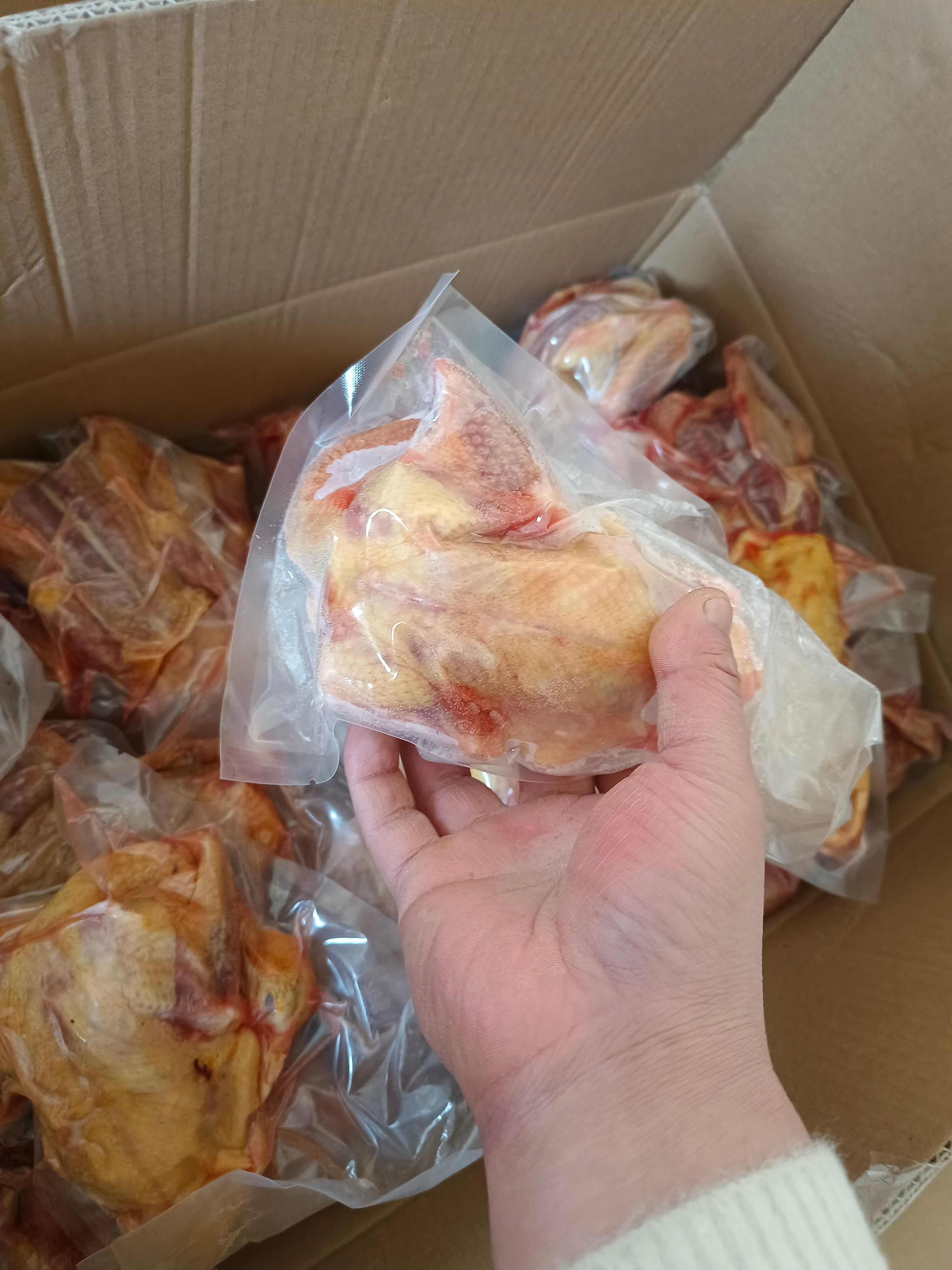 白条鸽  大量提供老鸽乳鸽 ，